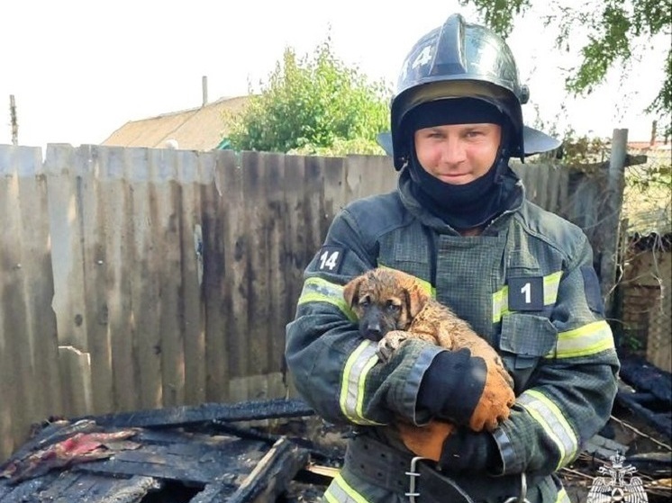 Пожарные Мелитополя спасли щенка во время тушения травы
