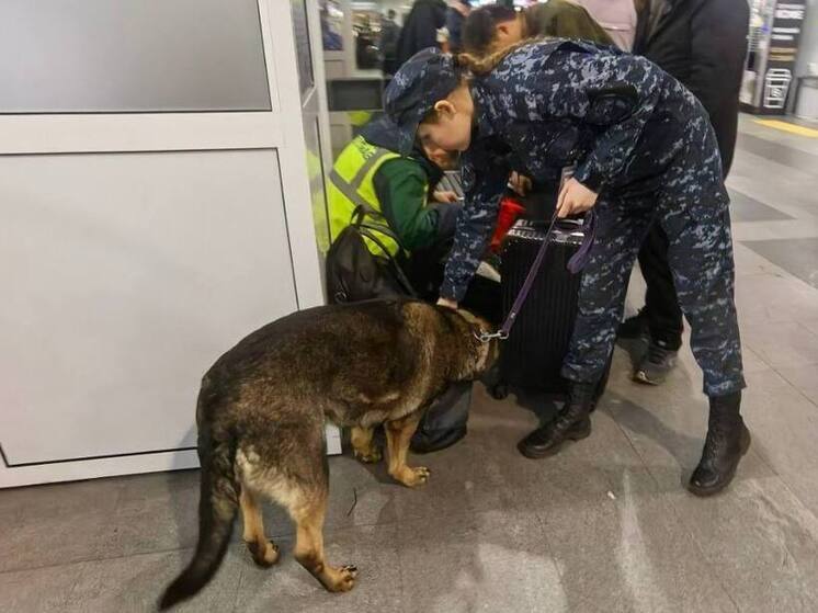 Житель Усолья привёз в иркутский аэропорт наркотики в багаже
