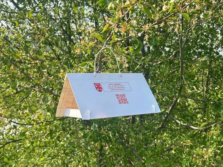  В Бурятии снова ищут вредителей, но не политических, а карантинных