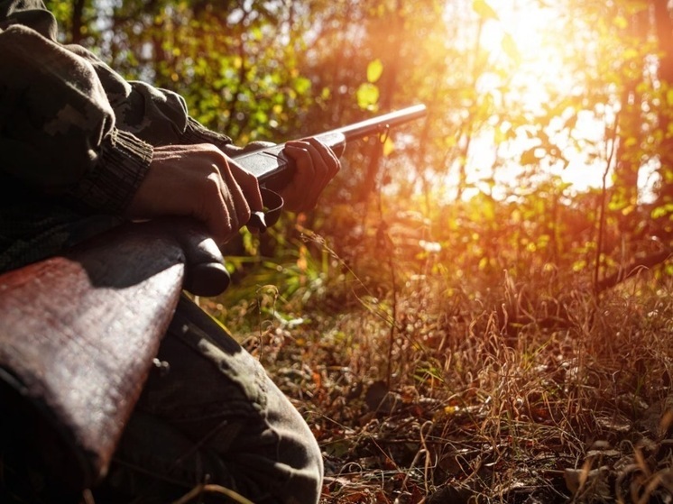 В Марий Эл увеличены квоты на охоту на лосей и кабанов на 2025–2026 годы
