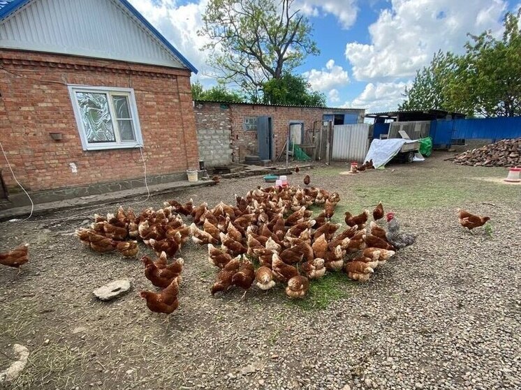Соцконтракт помог жительнице Новоалександровска в развитии личного подсобного хозяйства
