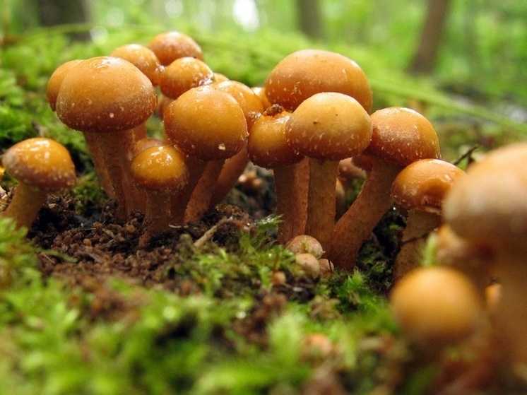 Миколог Вишневский заявил, что в Подмосковье начала сходить первая волна грибов