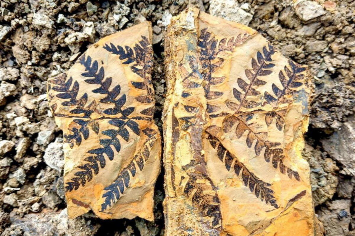 Остатки флоры и фауны возрастом 200 млн лет найдены в Западной Сибири