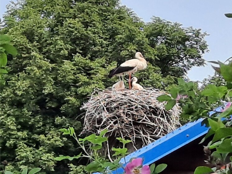 В Мещовском районе родились птенцы редких белых аистов