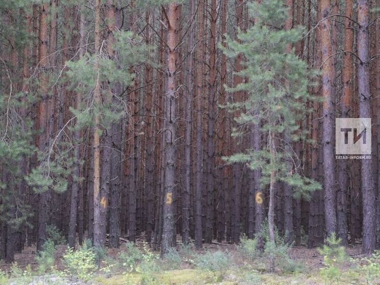 В лесу под Челнами фотоловушки зафиксировали бурого медведя