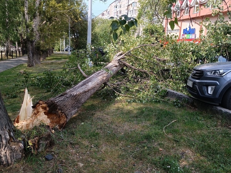 В Кургане выплатят более 800 тысяч рублей за упавшее на машину дерево