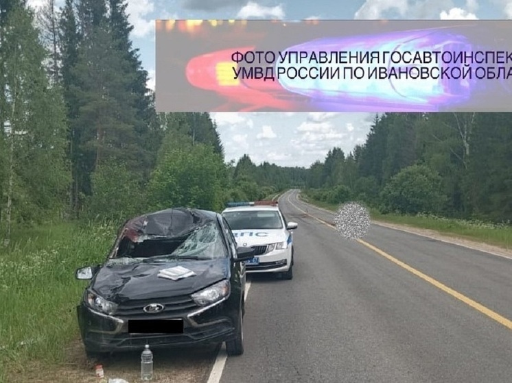 После столкновения с лосем на ивановской трассе водитель попал в больницу