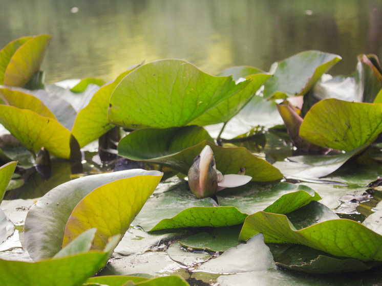 Только на четырех петербургских пляжах вода признана безопасной