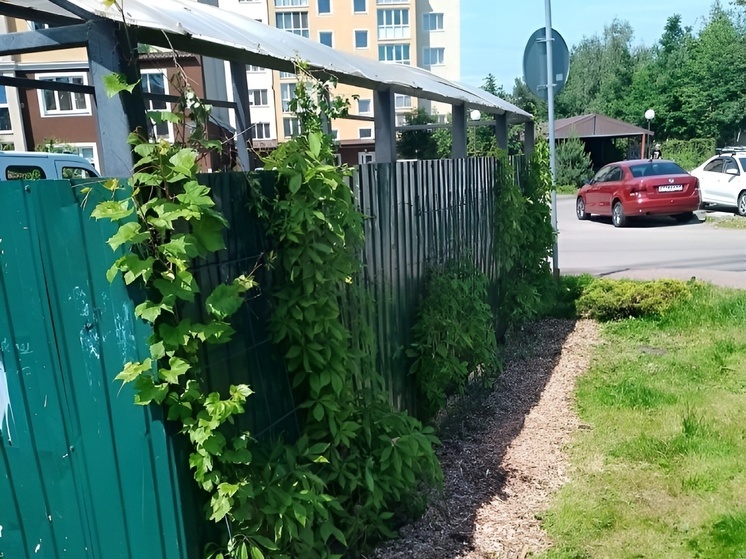 В Зеленоградске начали маскировать мусорки зарослями винограда