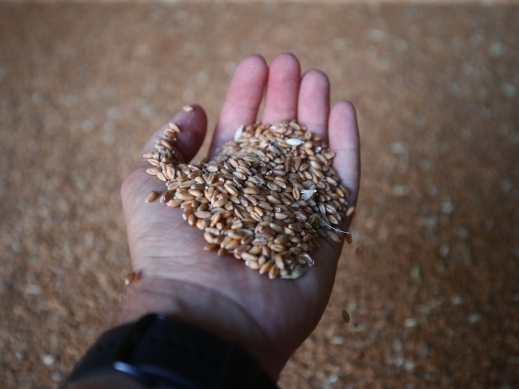 Волгоградский фермер недостоверно задекларировал 120 тонн озимой пшеницы