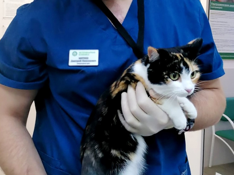 Калужане узнали о вакцинах, с которыми примут животное за рубежом