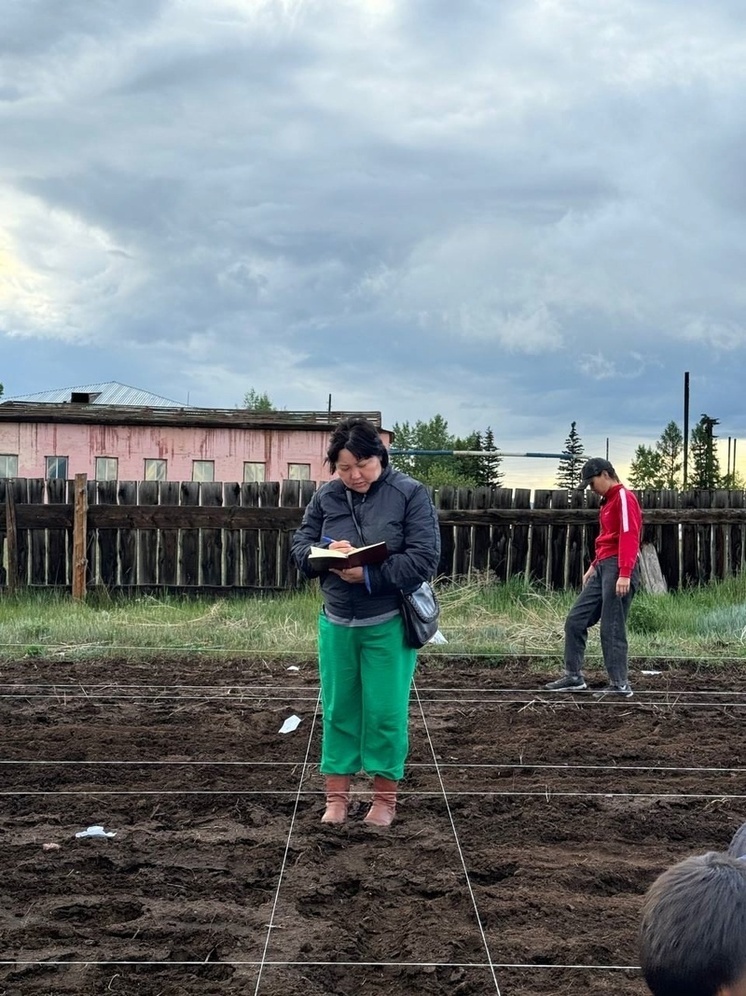 Интродукция новых сортов сорго в Туве