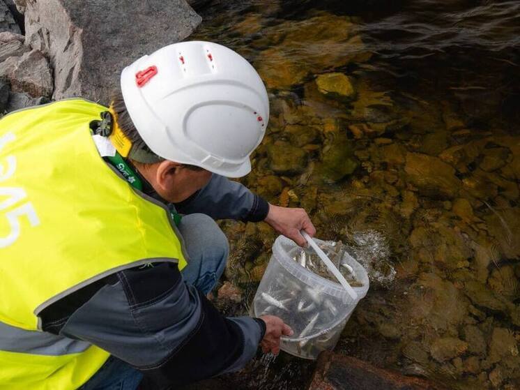 В Ковдозерское водохранилище выпустили 2900 мальков сига