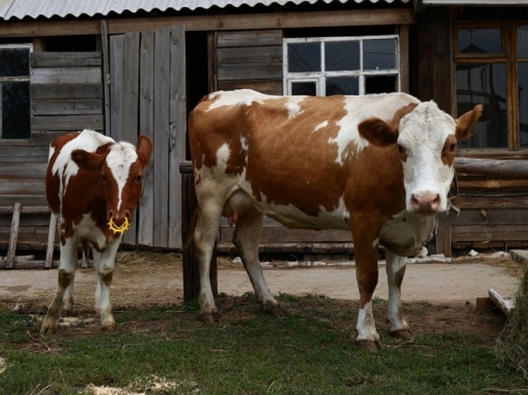 Из Волгоградской области экспортировали в Грузию 21 тонну кормовых добавок