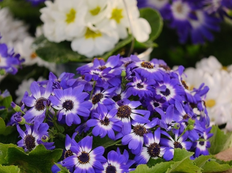 Народные приметы: чего нельзя делать 18 июня, в Дорофеев день