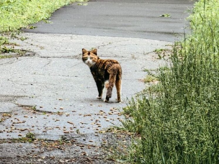 В Хабаровске 18 июня осадков днем не ожидается