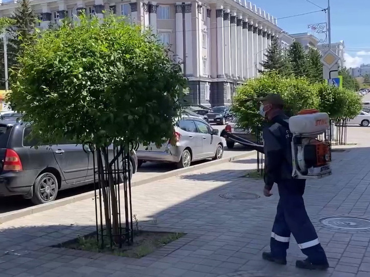 В Улан-Удэ яблоневая моль опутала сады: как с ней боролись