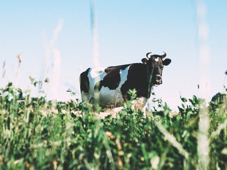 Коровы разбивают дороги в Калужской области