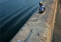В Красноярске состоялось событие, которое привлекло внимание местных жителей — бронзовому суслику на Центральной набережной выбрали имя
