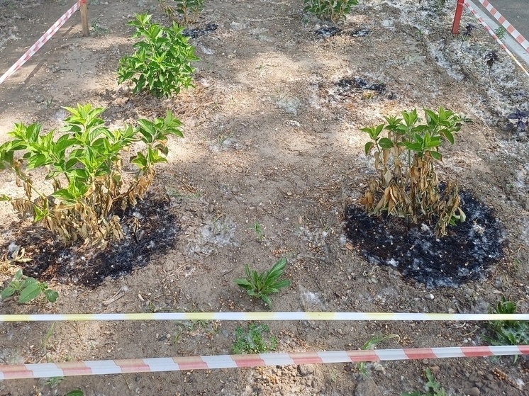 Вандалы сожгли почти 20 гортензий в абаканском Парке культуры и отдыха