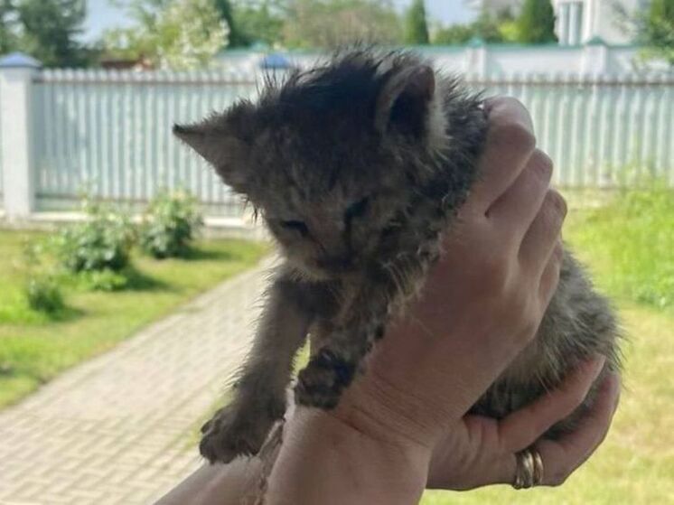 В Дубне спасли котенка, угодившего в глубокий подземный коллектор