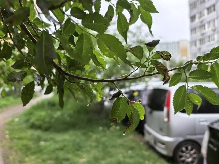 В Хабаровске 19 июня воздух прогреется до +26 градусов