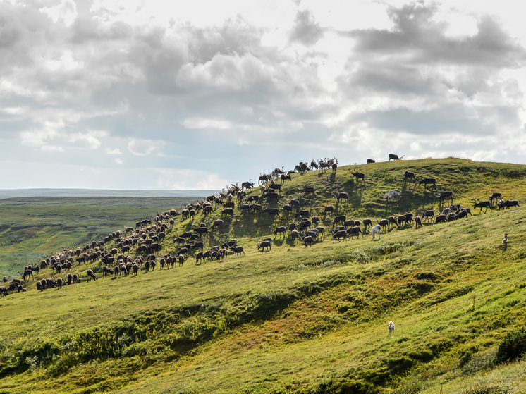 В НАО подведены итоги соревнования среди оленеводческих хозяйств