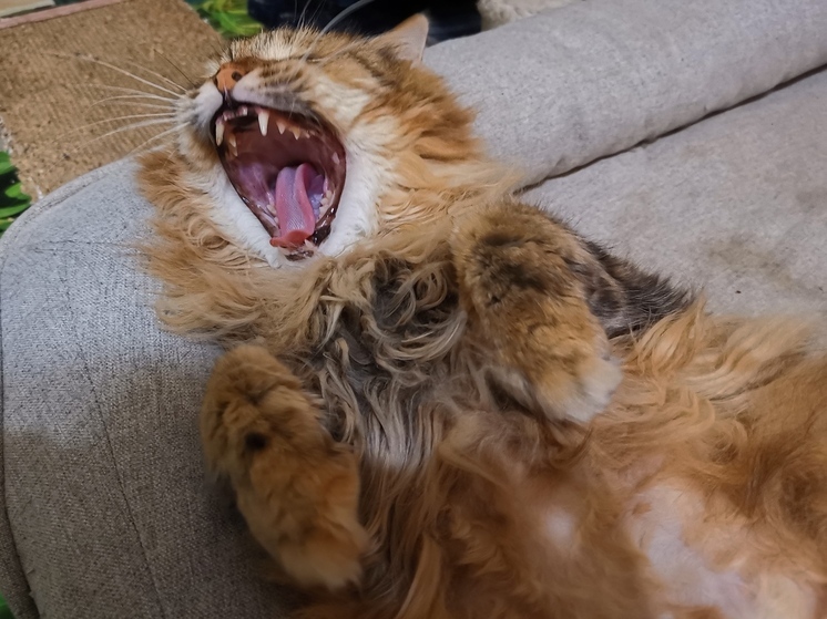 Первый ветеринарный класс для старшеклассников откроется во Владивостоке