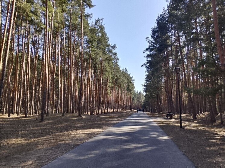 «Ходить опасно»: белгородка об – участке вдоль трассы в районе Сосновки