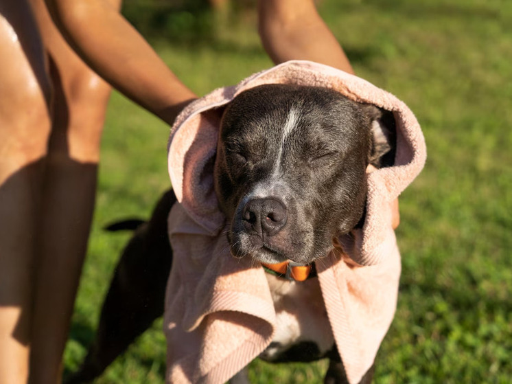 Названы способы уберечь домашних питомцев от теплового удара