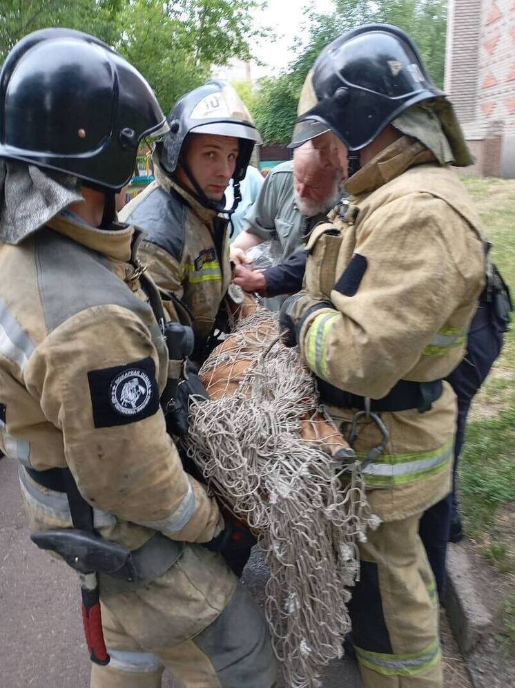Косуля забрела в детский сад в Ангарске