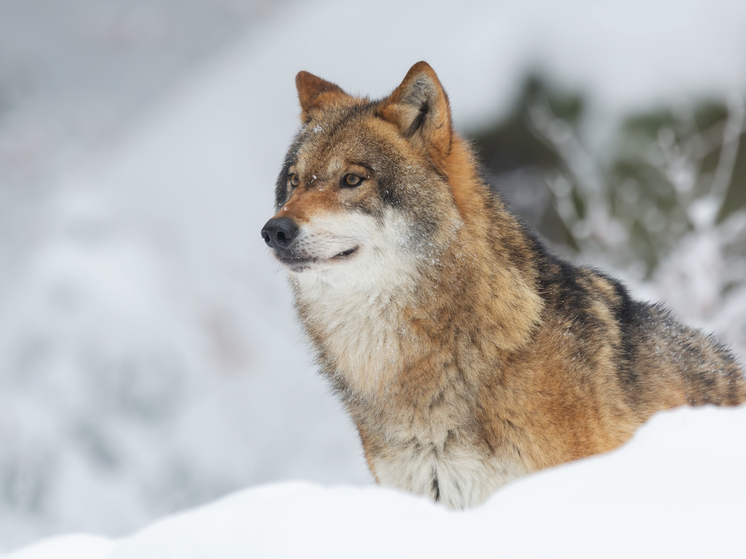 В Томской области предложили платить 30 тысяч рублей за каждого добытого волка