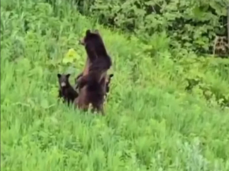 Медведицу с детенышами на прогулке заметили в Сочи