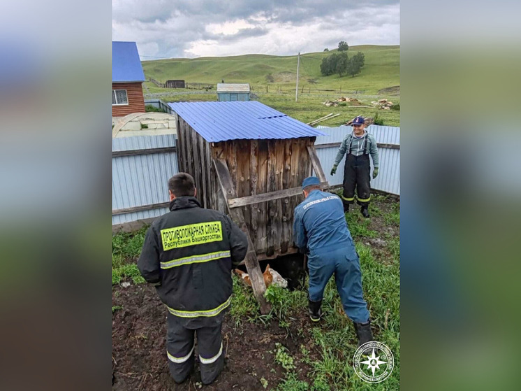 В Башкирии спасли корову, провалившуюся в яму