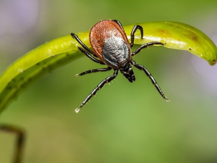 За прошлую неделю 117 жителей Марий Эл пострадали от клещей