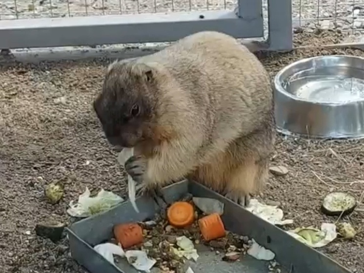 Новая обитательница зоопарка Хакасии впервые показала себя публике