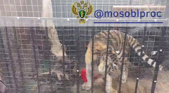 Собственник дома не подтвердил законность владения тигренком: видео