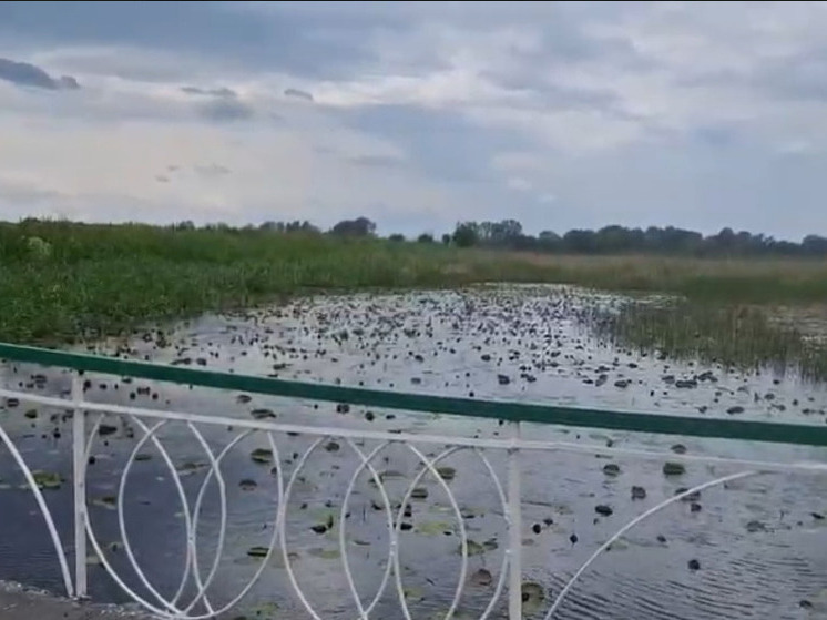 Озеро лотосов в поселке Белозерном вновь наполнили водой