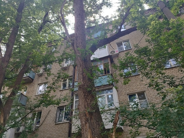 Сухие ветки, повисшие над пятиэтажкой на Соборном, угрожают жителям