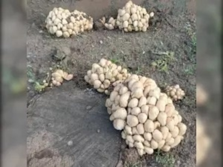 В Ростовской области около жилого дома выросла целая плантация поганок
