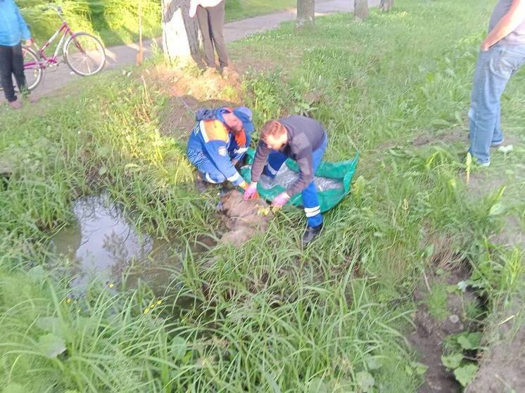 Спасатели вытащили из ямы собаку в Новой Ладоге
