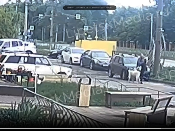 Алабай напал на собачку в Липецке: жители требуют ужесточить правила выгула