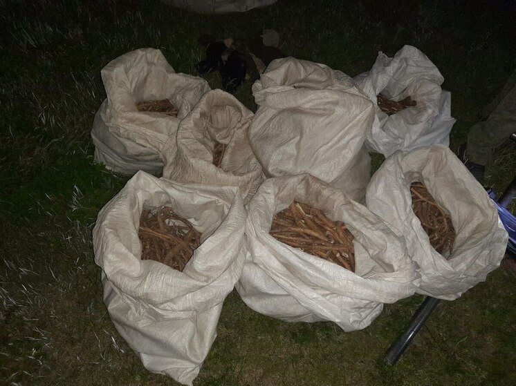 Иностранец с помощниками нелегально добыли корни краснокнижного ясенца в Приамурье