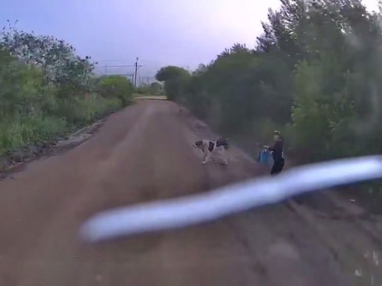 Алабай напал на женщину в Приморье — жители требуют наказать хозяина