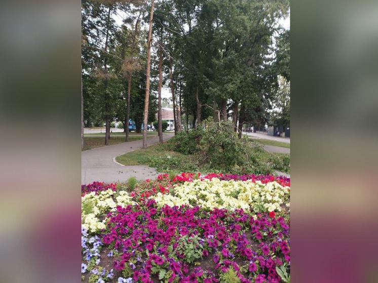 В Уфе на 51-летнюю женщину рухнуло дерево