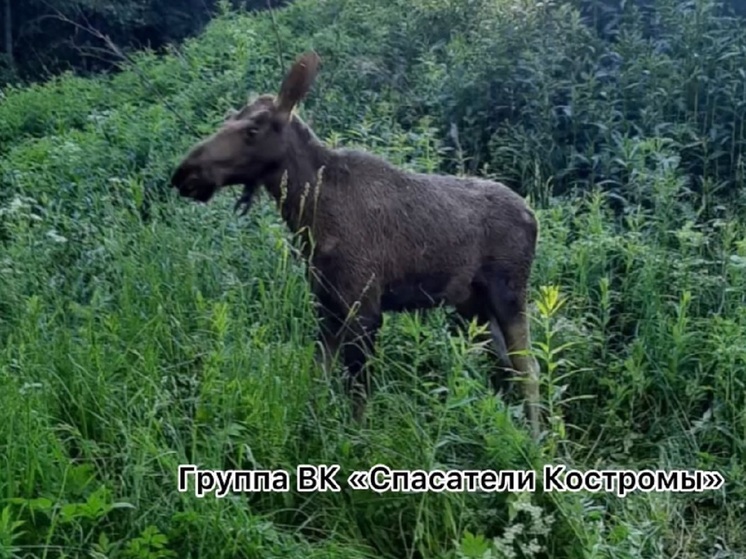Костромской хэппи-энд: спасатели вызволили лосенка из заброшенного колодца