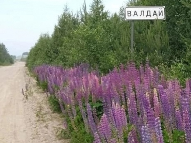 Жители поселка Валдай уже второй год борются за восстановление автобусного маршрута