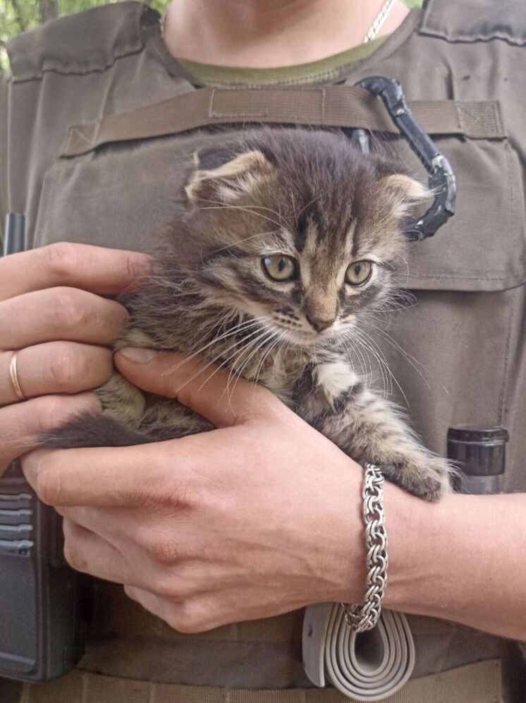 Настоящие и безмолвные: глава Калуги рассказал о животных на фронте