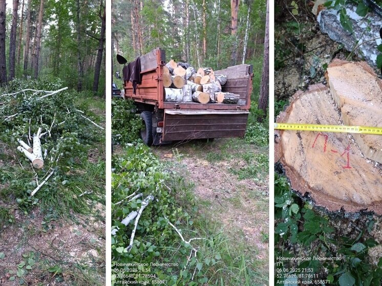 В Алтайском крае с поличным задержали «черного» лесоруба