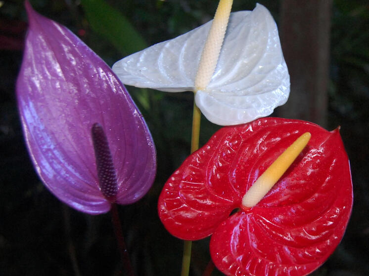 Растения-фавориты сезона назвали карельские ландшафтные дизайнеры